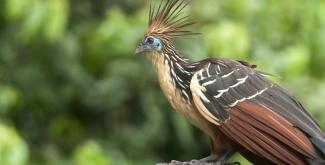 Canje Pheasant