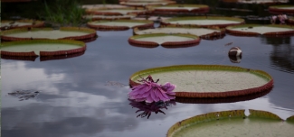 Victoria Regia